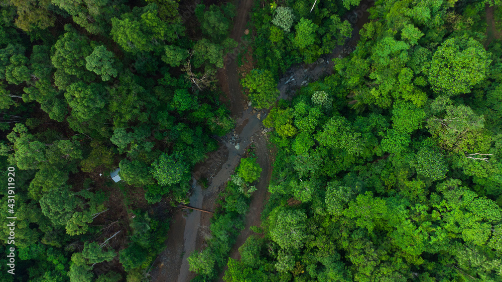 Fototapeta From a top view, tropical forests look like a vast refreshing sea of green, with a complexity of tree layers and stunning natural beauty.