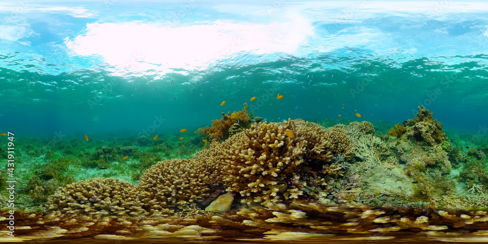 Fototapeta premium Coral Reef and Fishes Underwater. Underwater fish reef marine. Tropical colorful underwater seascape with coral reef. Philippines. 360 panorama VR