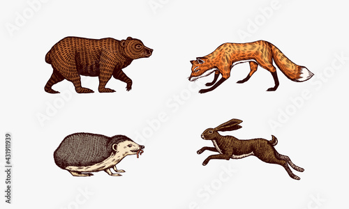 Forest animals. Bear Grizzly and red Fox, Hare and Hedgehog. Jumping beasts. Vector Engraved hand drawn Vintage sketch for label or poster.