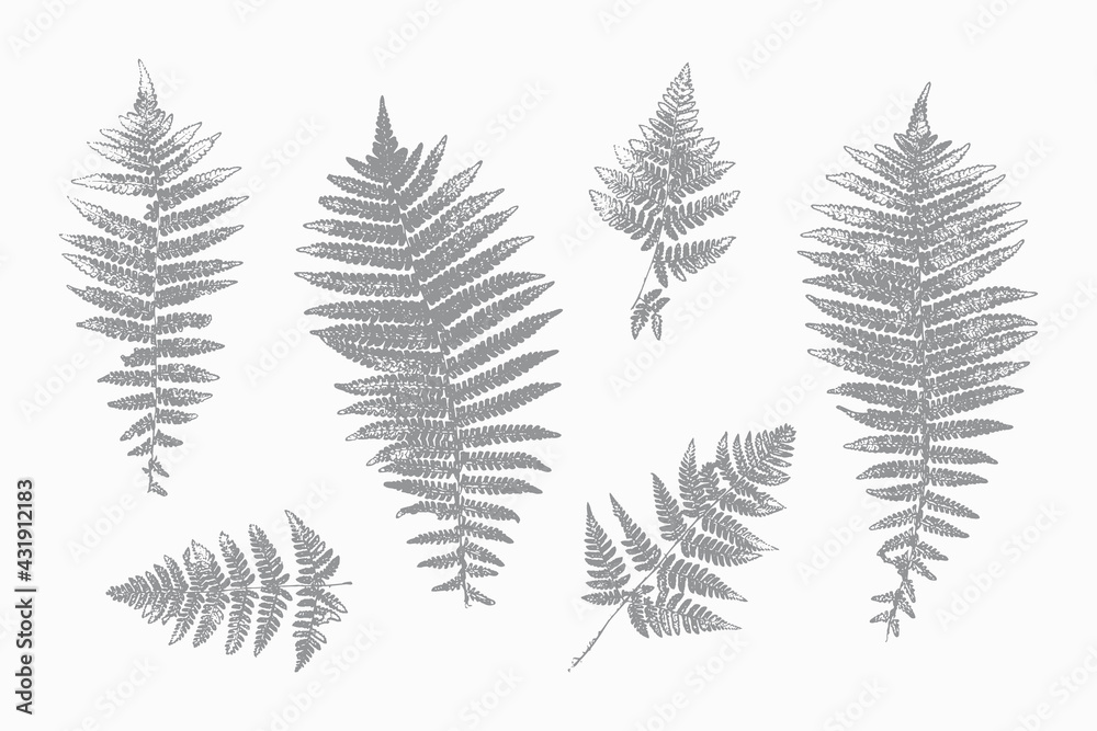 Natural Fern Leaf Print Silhouettes. Stamp Leaves Vector Set. Textured Forest Summer Plants Imprint for Floral Design.
