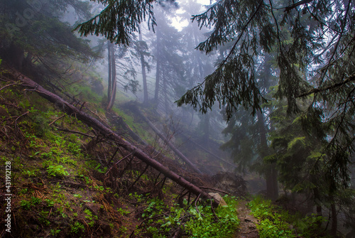 Beautiful dark green mossy mountain hill coniferous pine forest woods view with path between old trees and broken brushwood.