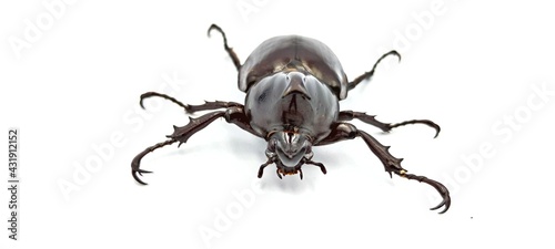beetle isolated on white background © sunet