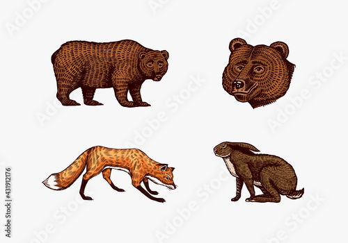 Forest animals. Bear Grizzly and red Fox  Hare and Hedgehog. Jumping beasts. Vector Engraved hand drawn Vintage sketch for label or poster.