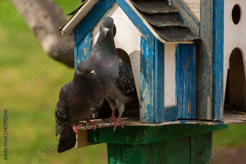 bird, fowl, flyer, flier,bird, birdie, dicky, dickey,dove, pigeon,darling, honey, dove, dearie, deary, duck photo