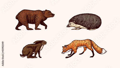 Fototapeta Naklejka Na Ścianę i Meble -  Forest animals. Bear Grizzly and red Fox, Hare and Hedgehog. Jumping beasts. Vector Engraved hand drawn Vintage sketch for label or poster.