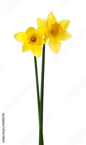 Beautiful blooming yellow daffodils on white background