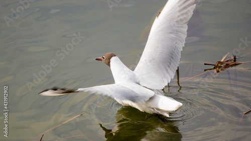 bird, fowl, flyer, flier,bird, birdie, dicky, dickey,dove, pigeon,darling, honey, dove, dearie, deary, duck photo