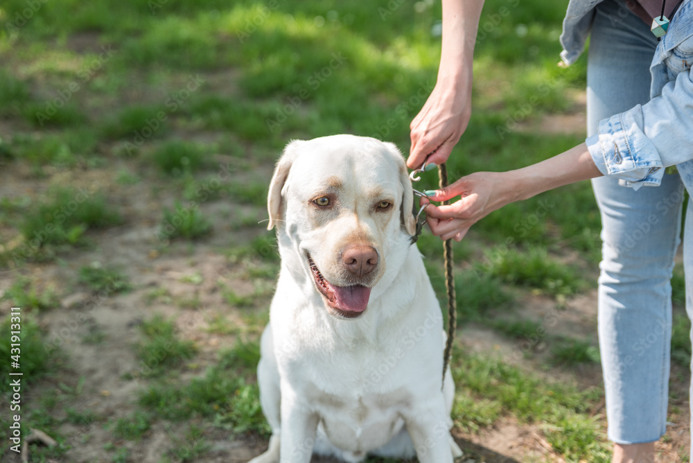 A young woman ties her golden Labrador Retriever pet dog to a leash for safety as she walks him through the park