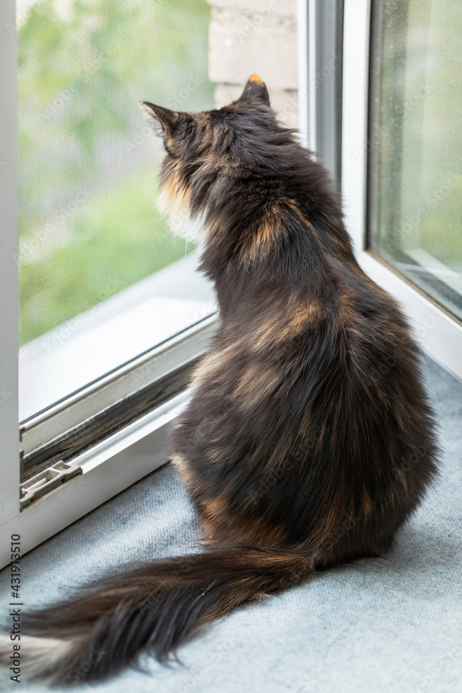 Long-haired three-color orange-black-and-white cat is sitting near window and looking out it.
