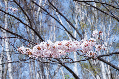 蝦夷山桜