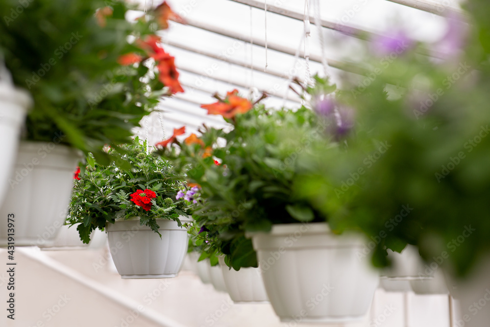 Gardener work, blooming plants at spring indoor