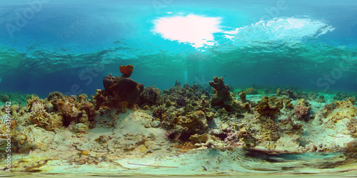 Coral reef and tropical fishes. The underwater world of the Philippines. Philippines. 360 panorama VR
