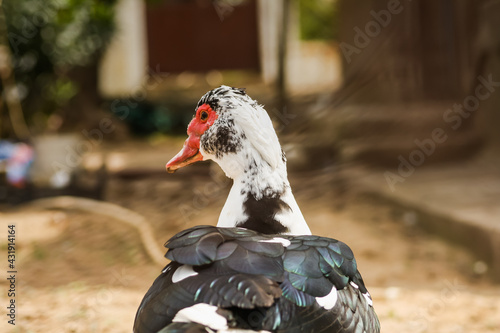 Close up shot of a goose with a red beak, white head and green - black feather - blurred background