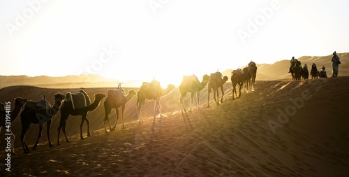 sunrise in the desert with camel parade.