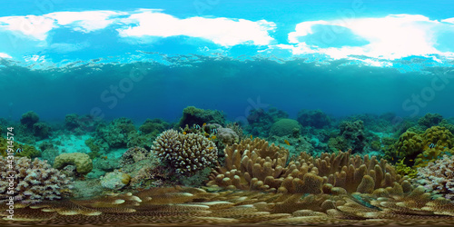 Fototapeta Naklejka Na Ścianę i Meble -  Coral Reef Fish Scene. Tropical underwater sea fish. Colourful tropical coral reef. Philippines. 360 panorama VR