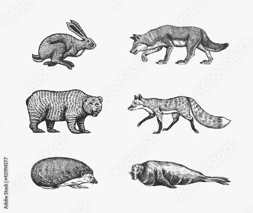 Forest animals. Bear Grizzly  Wolf and red Fox  Hare and Hedgehog and Seal. Jumping beasts. Vector Engraved hand drawn Vintage sketch for label or poster.