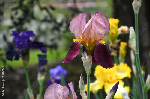 Fototapeta Naklejka Na Ścianę i Meble -  beautiful irises in bloom in a garden