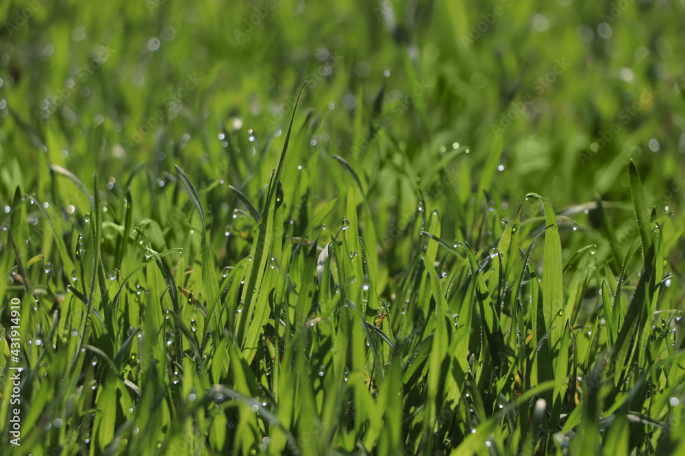 Fresh green grass with dew drops on spring morning, closeup. Fresh green grass with dew drops on spring morning, closeup.