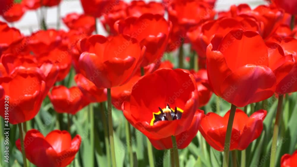 Tulip Blossom at Tulip Garden During Summer Tulip Blossom at Tulip Garden During Summer