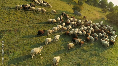Beautiful flock of sheep ewe woolen unshorn lambs walk graze on high mountain slopes. Jumbuck 
ram mutton large herd. Alpine pasture grassland. Romantic animals scenery. Summer Alps warm sun rays  photo