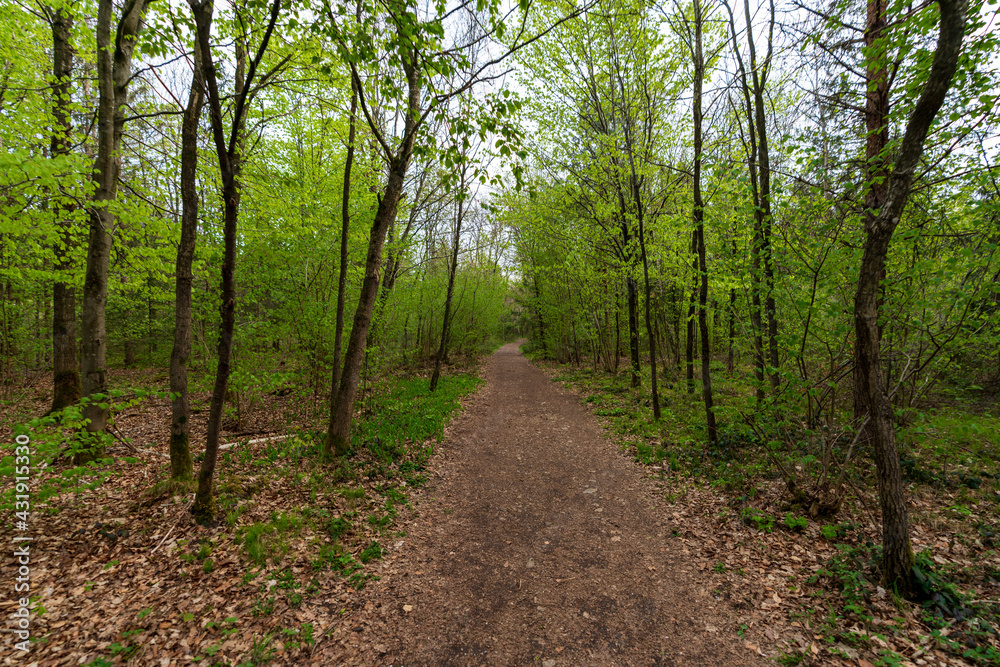 Fototapeta premium Waldstück