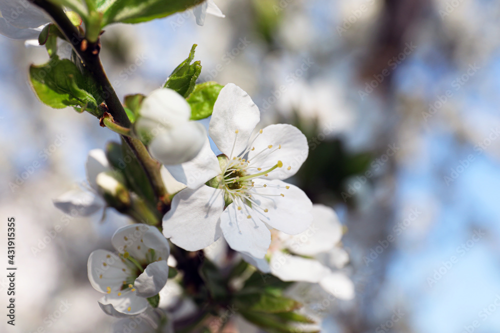 Beautiful cherry plum tree blossoms outdoors, closeup Beautiful cherry plum tree blossoms outdoors, closeup