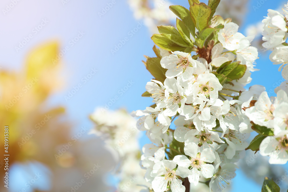 Branch of blossoming cherry plum tree against blue sky, closeup. Space for text