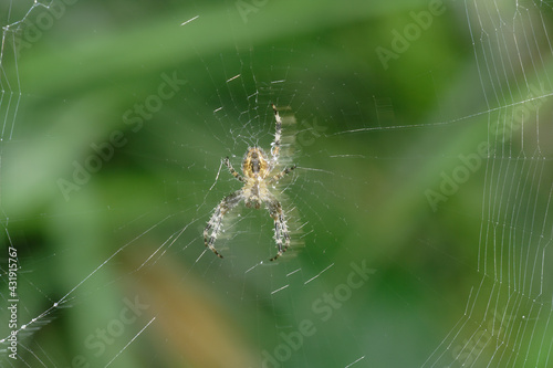 Spider and web macro