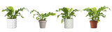 Set with beautiful ferns in pots on white background. Banner design