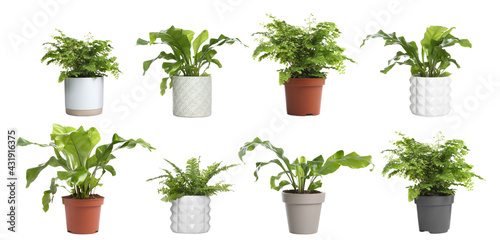 Set with beautiful ferns in pots on white background. Banner design photo