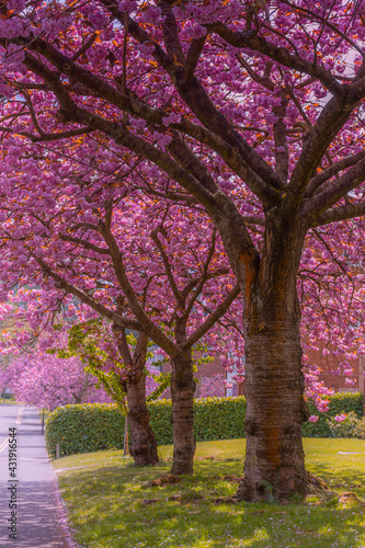 Pink sakura trees alley in a city