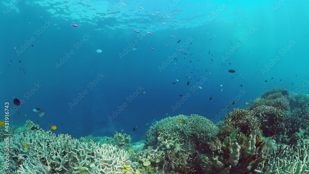 Obraz premium Tropical Fishes on Coral Reef, underwater scene. Panglao, Philippines.