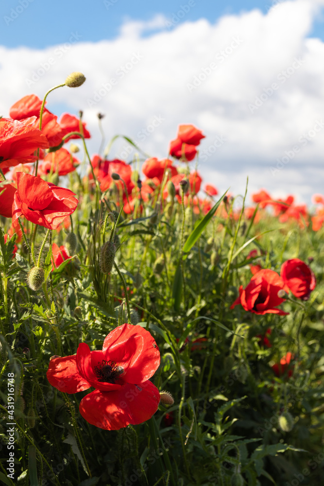 Summer red poppy in grass field landscape Summer red poppy in grass field landscape
