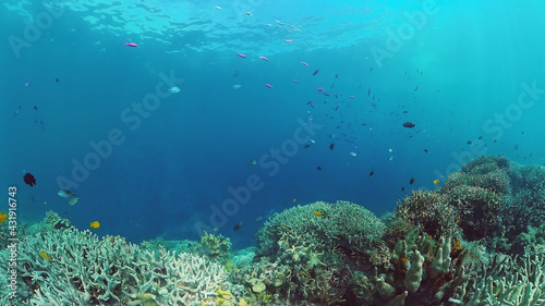 Tropical Fishes on Coral Reef, underwater scene. Panglao, Philippines.
