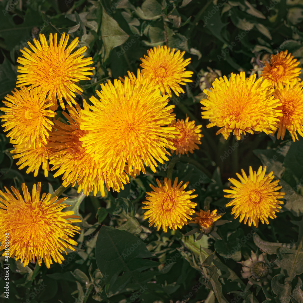 bright yellow spring dandelions close-up bright yellow spring dandelions close-up