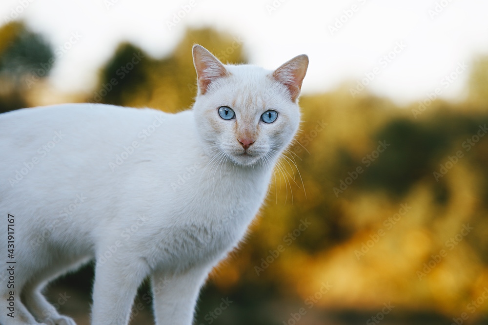 Portrait of white cat with blue eyes and unfocused background
