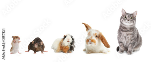 Group of different domestic animals on white background, collage. Banner design © New Africa