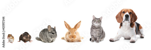 Εκτύπωση καμβά Group of different domestic animals on white background, collage
