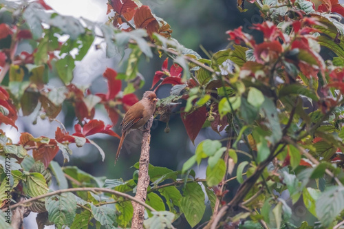 Rusty-fronted barwing belonging to the laughingthrush family…perching against beautiful red inflorescence. photo