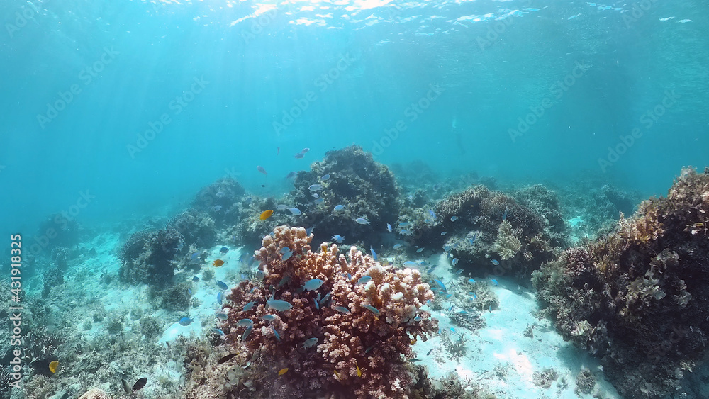 Obraz premium Coral reef underwater with fishes and marine life. Coral reef and tropical fish. Panglao, Bohol, Philippines.