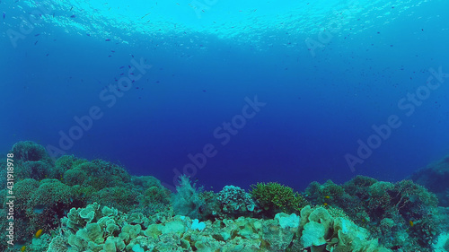Underwater fish garden reef. Reef coral scene. Seascape under water. Panglao, Bohol, Philippines. © Alex Traveler