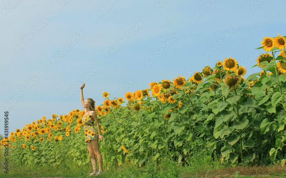 Obraz premium field of sunflowers with a girl