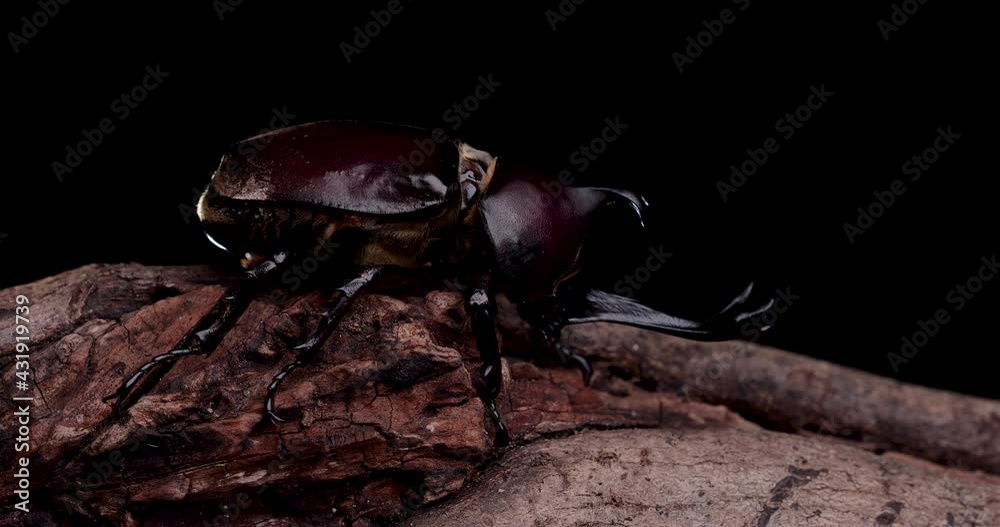 カブトムシのオスを黒背景で動画撮影 カブトムシのオスを黒背景で動画撮影