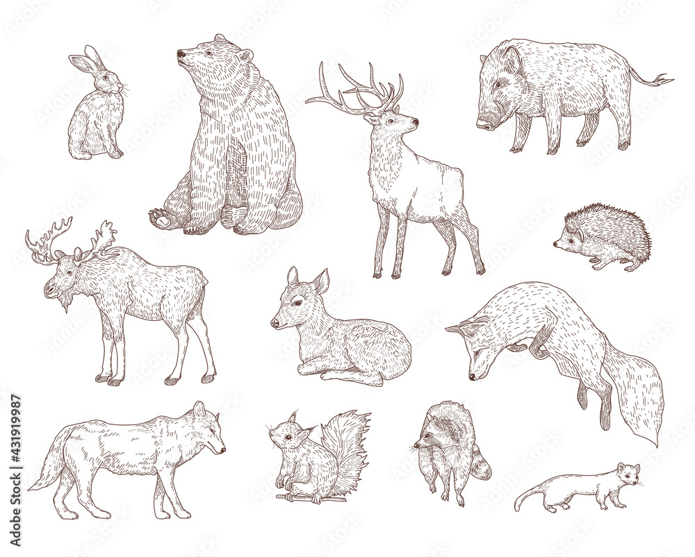 Different forest animals engraved illustrations set. Hand drawn vintage  sketch of rabbit, bear, deer, hedgehog, fox, squirrel, raccoon isolated on  white background. Nature, wildlife, animals concept Stock Vector | Adobe  Stock