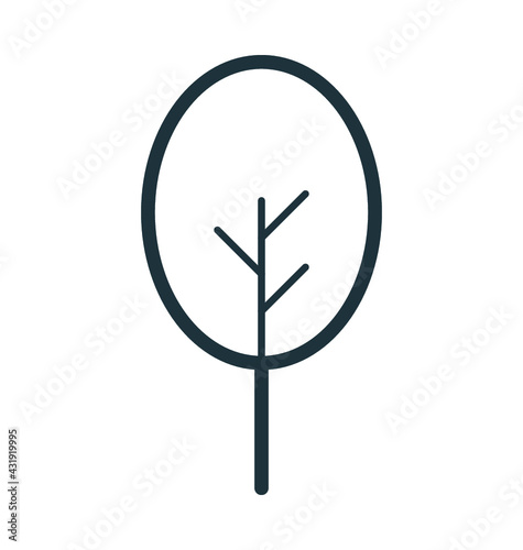 Cypress Tree