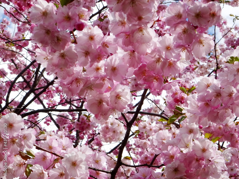 Obraz premium pink cherry blossom sakura flower blooming close-up of in Riga, Latvia. Pink flowers of sakura