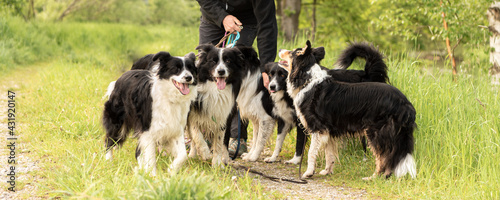 Walk with many dogs on a leash in the nature. Border Collies