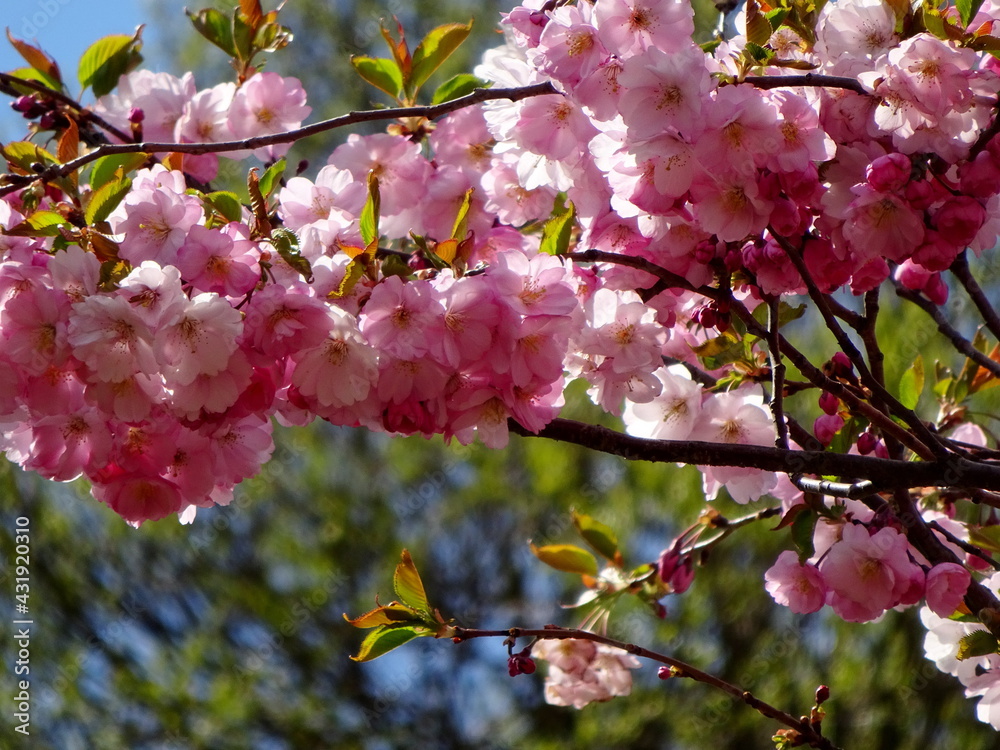 Obraz premium pink cherry blossom sakura flower blooming close-up of in Riga, Latvia. Pink flowers of sakura