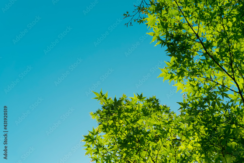 Summer and spring background. Green leaves of a tree against the background of the sun and blue sky. Relax, ecology, rest and nature concept Summer and spring background. Green leaves of a tree against the background of the sun and blue sky. Relax, ecology, rest and nature concept
