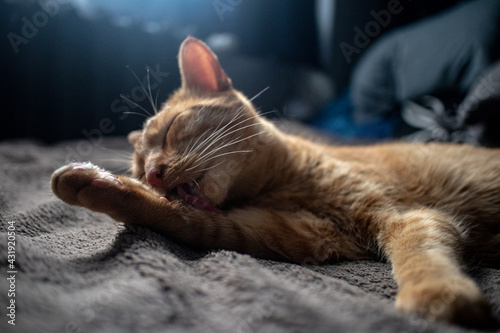 Red ginger cat